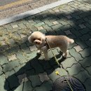 샤인아이안과동물병원 | 강아지 안과전문병원 추천, 백내장부터 녹내장 안구건조증 결막염 등 검사 받아본 후기