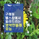 구래동 헬스장에서 알려드리는 명약, 민들레 효능 / 24시 헬스로 몸 만들기