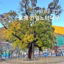 느티나무작은도서관 | 삼척 도계리 긴잎느티나무 강원도 가볼만한곳