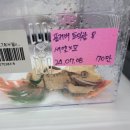 두정로 | 🦎 [천안 파충류샵] 낭게코 천안점 방문 후기 🦎