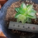 다미농장 이미지