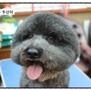 GROOMING 107 이미지