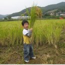 연천 새둥지마을 2010년 9월~10월10일까지 쌀+인삼+승마+트래킹+숭의전 당일체험일정표 이미지