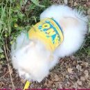 강아지똥 이미지