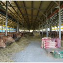 남해암소한마당 이미지