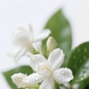 스프링 플라워 이미지