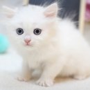 미유펫강아지분양고양이분양