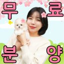 GR(대구광역시 달성군)-[대실역남로4길]-상-1 | 구미애견분양 테디럽에서 말티즈 분양받은 후기 퇴근 후 외롭지 않아