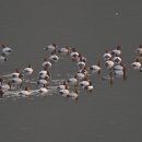 오리천국 이미지