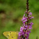 노랑나비 이미지