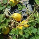 북촌한식부페 이미지