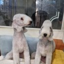 딸기애견미용실 이미지