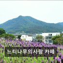 UR(양산시)-[여락송정로]-상-5 | 양산 라벤더 카페 느티나무의사랑 카페 보랏빛 향기 가득한 휴식 공간