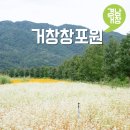 백일홍어린이공원 | 경남 거창 여행지 추천 10월에 가볼만한곳 창포원 코스모스 메밀꽃