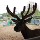 유일사슴목장 이미지