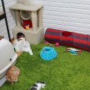 냥냥늉늉 이미지