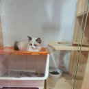 개냥이아울렛 이미지