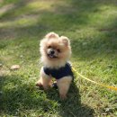 쪼콩이 - 포메라니안 이미지