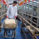 백봉춘천농장 이미지