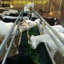 분홍염소 이미지