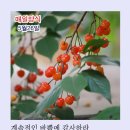 샬롬 이미지