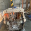 럭키켄넬 이미지