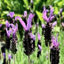 불면증 스트레스에 좋은 향긋한 라벤더 차 오일 효능 효과 이미지