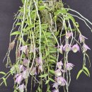Dendrobium Bohemian Rhapsody (보헤미안 랩소디) 이미지