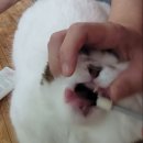 신림종합동물병원 이미지