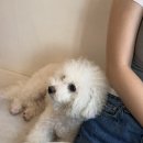 백*수