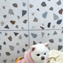 수진애견미용 이미지
