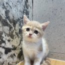 도그마루 강아지고양이 서초강남점 이미지