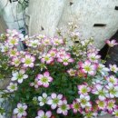 초정민박 이미지