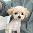 오구오구 펫살롱 이미지