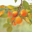 유채꽃향기처럼 이미지