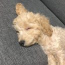 깝치면맞는닭 | 덕배일상