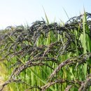 진도축산 이미지