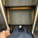Tailor Puppy(테일러퍼피) | 생일 주간 -1