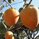 천등농장 이미지