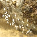 용황초등학교 이미지