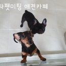 스타펫미팅 이미지