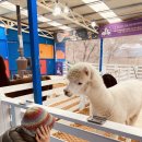 천평농장 | 평창휘닉스파크 볼거리 알파카체험 카페 마추픽추