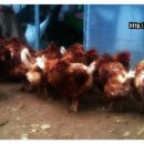 심다누팜 이미지