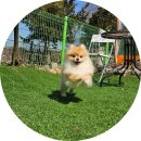 남양주 애견운동장 애견카페 덕소 &#39;애원카페&#39;