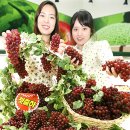 신답농장 Daum카페