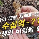 [송이버섯] 년 소득 10억~?? 송이버섯 재배로~ 국내 최초로 송이 탄생의 비밀을 풀다. 이미지