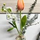 소가화