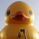 Duck Fly 티스토리