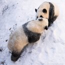 판다스노우