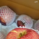 파파스팜 이미지